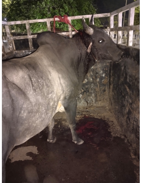 Neck injured Nandi baba - Sector 71 noida