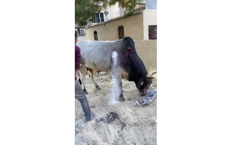 Nandi baba maggots wounds - sector 63... Nandi baba maggots wounds - sector 63...