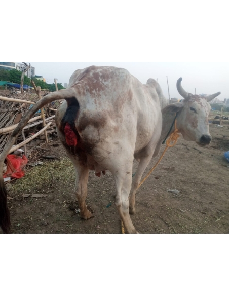 Gaumata uterus out from body