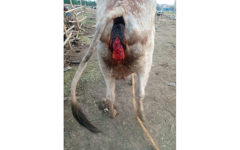 Gaumata uterus out from body