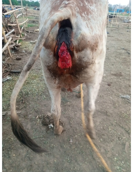Gaumata uterus out from body
