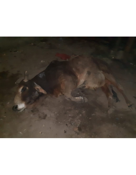 Old nandi baba very sick, leg injured- sector 59 noida