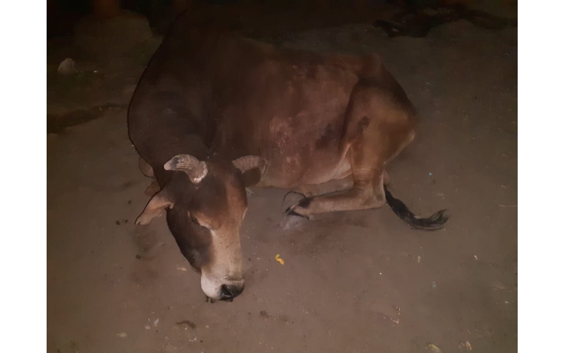 Old nandi baba very sick, leg... Old nandi baba very sick, leg...