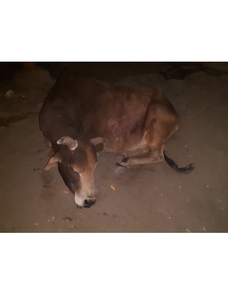 Old nandi baba very sick, leg injured- sector 59 noida