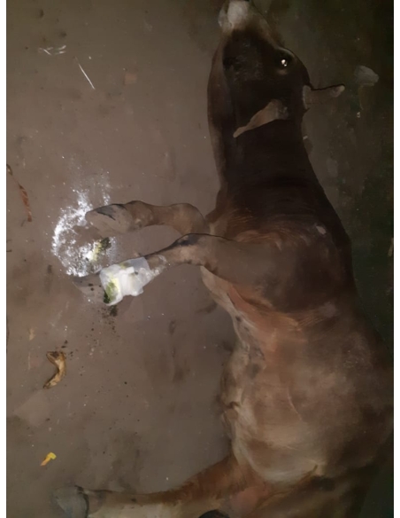 Old nandi baba very sick, leg injured- sector 59 noida