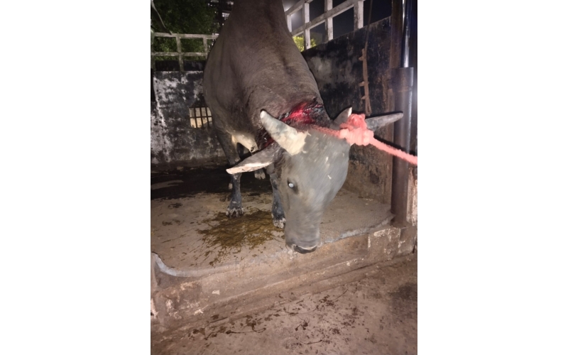 Neck injured Nandi baba - Sector 71... Neck injured Nandi baba - Sector 71...