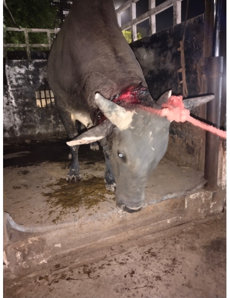 Neck injured Nandi baba - Sector 71 noida