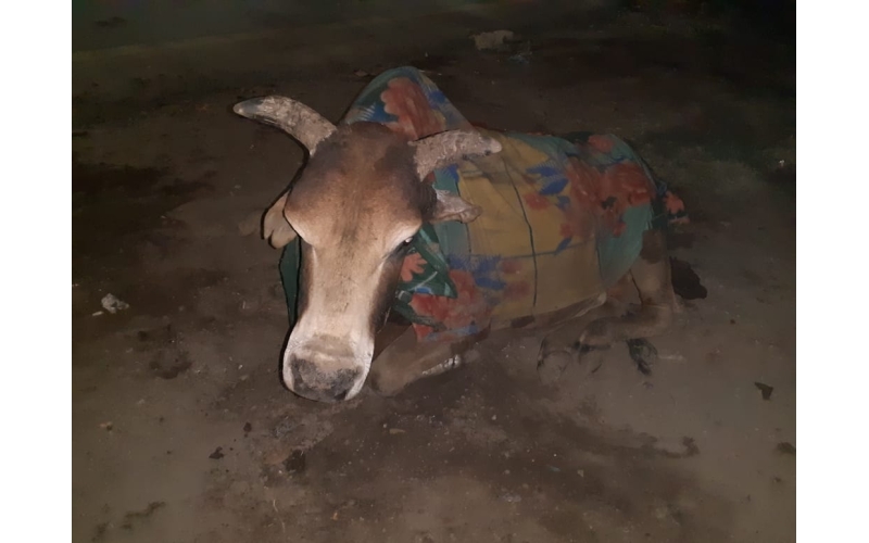 Old nandi baba very sick, leg... Old nandi baba very sick, leg...
