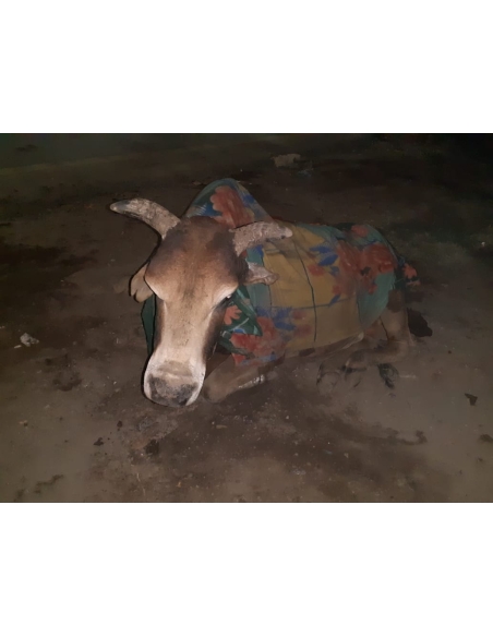 Old nandi baba very sick, leg injured- sector 59 noida