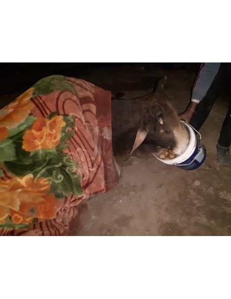 Old nandi baba very sick, leg injured- sector 59 noida