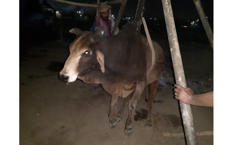 Old nandi baba very sick, leg... Old nandi baba very sick, leg...