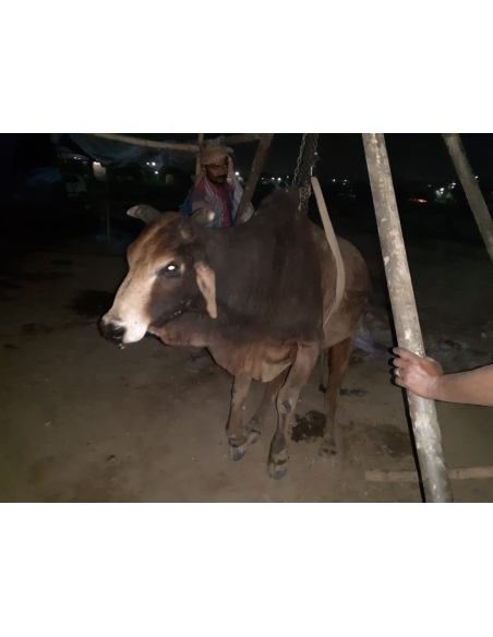 Old nandi baba very sick, leg injured- sector 59 noida