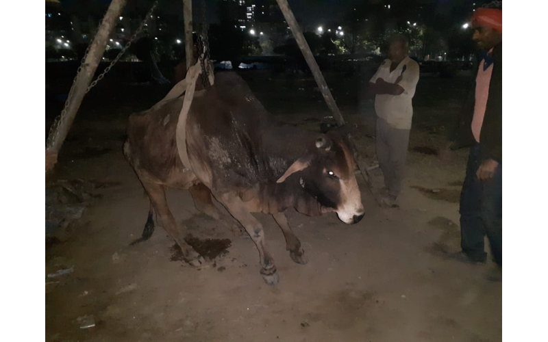 Old nandi baba very sick, leg... Old nandi baba very sick, leg...