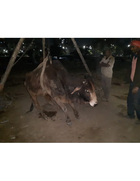 Old nandi baba very sick, leg injured- sector 59 noida
