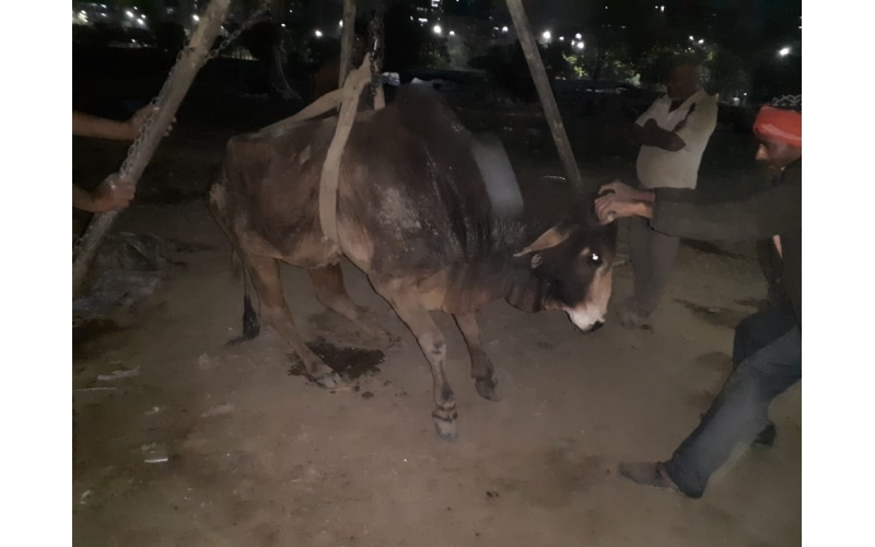 Old nandi baba very sick, leg... Old nandi baba very sick, leg...
