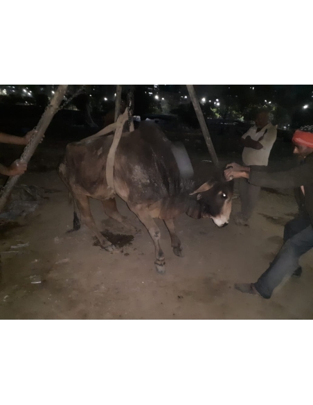 Old nandi baba very sick, leg injured- sector 59 noida
