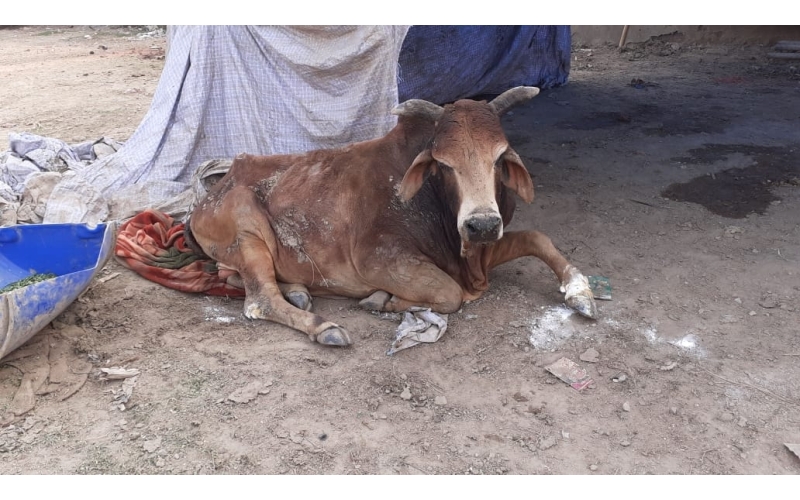 Old nandi baba very sick, leg... Old nandi baba very sick, leg...