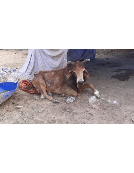 Old nandi baba very sick, leg injured- sector 59 noida