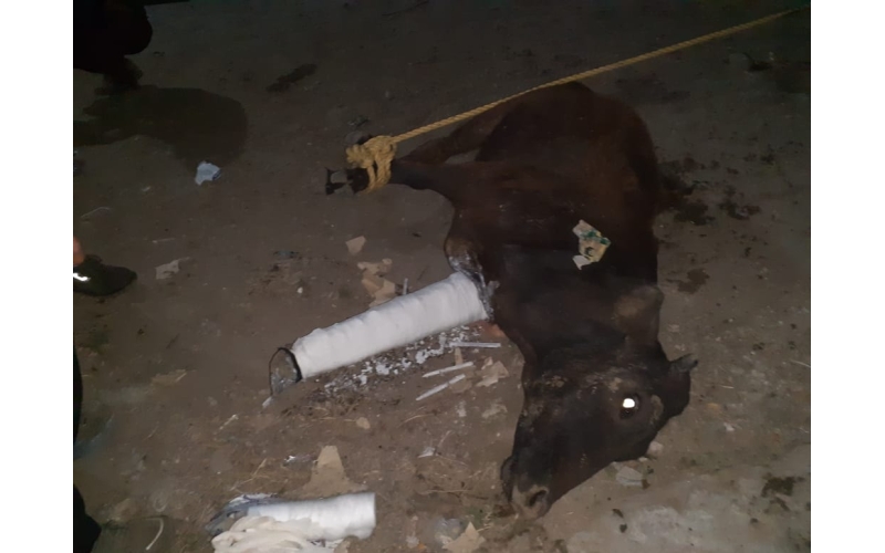 Gaumata leg fractured, Sector 44 noida Gaumata leg fractured, Sector 44 noida