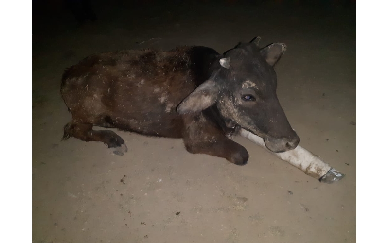 Gaumata leg fractured, Sector 44 noida Gaumata leg fractured, Sector 44 noida
