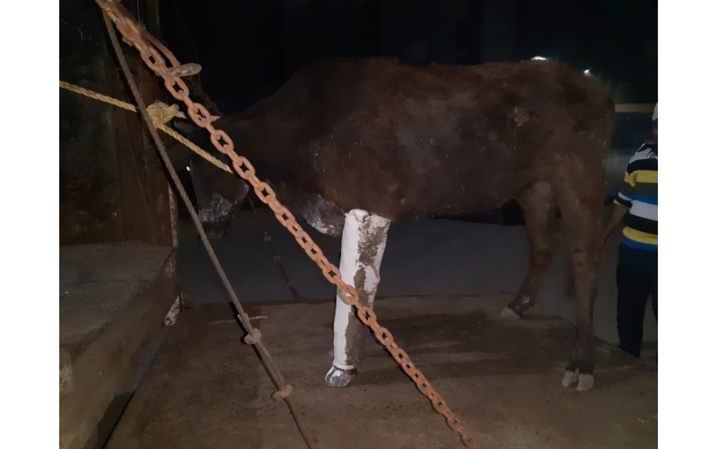 Gaumata leg fractured, Sector 44 noida Gaumata leg fractured, Sector 44 noida
