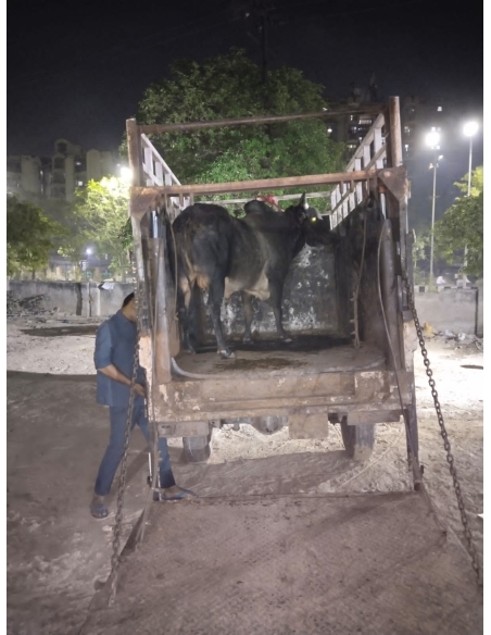 Neck injured Nandi baba - Sector 71 noida