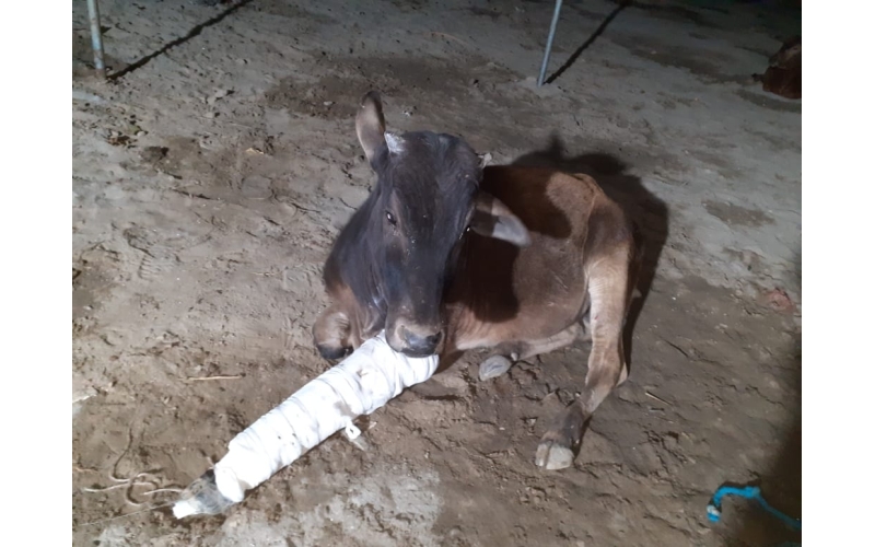 Gaumata leg fractured, Sector 44 noida Gaumata leg fractured, Sector 44 noida