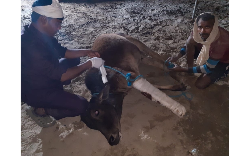 Gaumata leg fractured, Sector 44 noida Gaumata leg fractured, Sector 44 noida