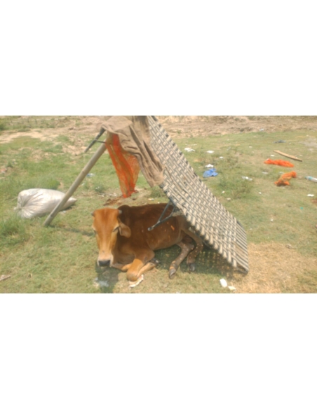 Gaumata baby spine injured