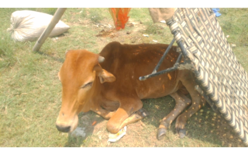 Gaumata baby spine injured