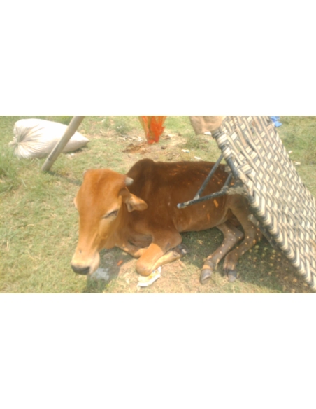 Gaumata baby spine injured