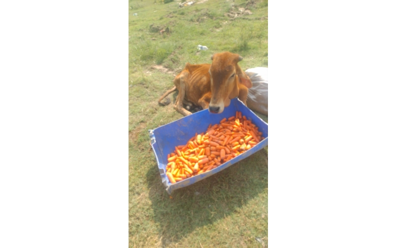 Gaumata baby spine injured