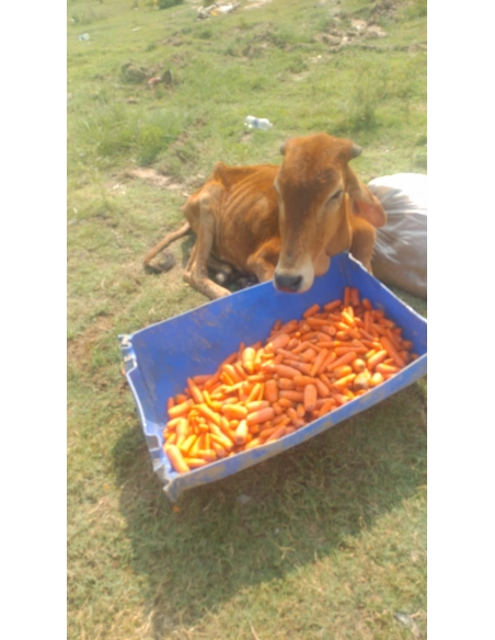 Gaumata baby spine injured