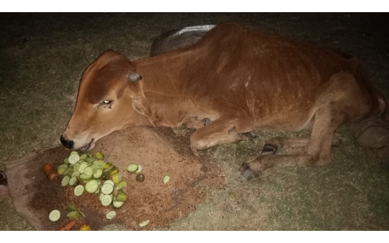 Gaumata baby spine injured
