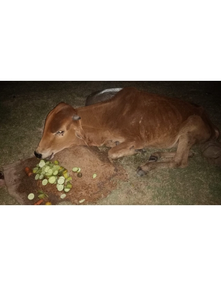 Gaumata baby spine injured