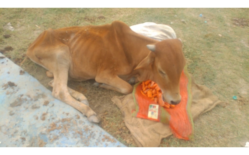 Gaumata baby spine injured