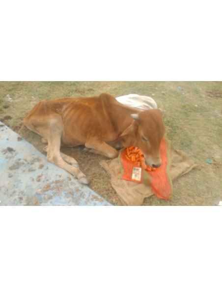 Gaumata baby spine injured