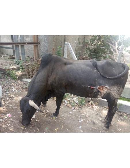 Nandi baba  - deep stomach cut