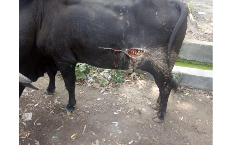 Nandi baba  - deep stomach cut