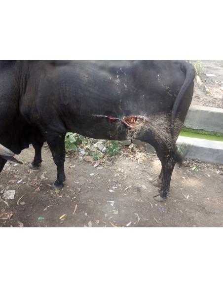 Nandi baba  - deep stomach cut