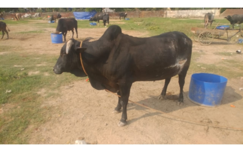 Nandi baba  - deep stomach cut