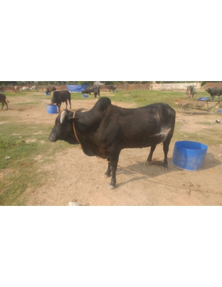 Nandi baba  - deep stomach cut