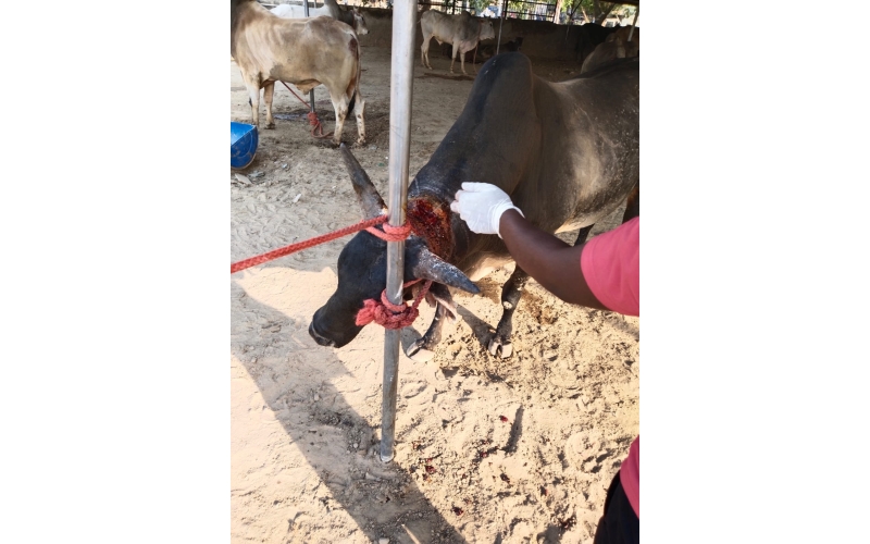 Neck injured Nandi baba - Sector 71... Neck injured Nandi baba - Sector 71...