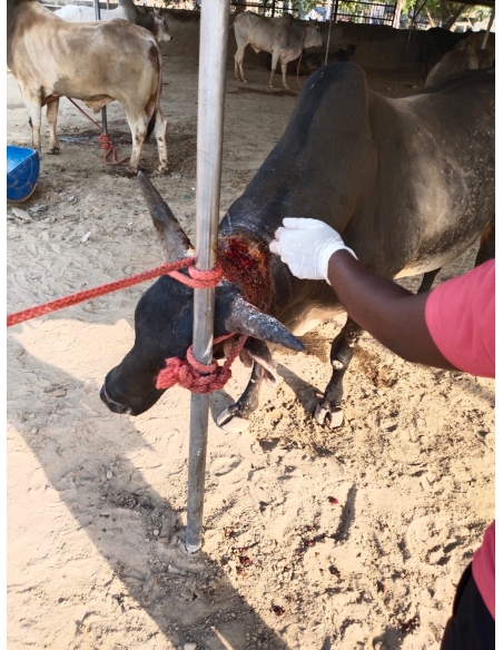 Neck injured Nandi baba - Sector 71 noida