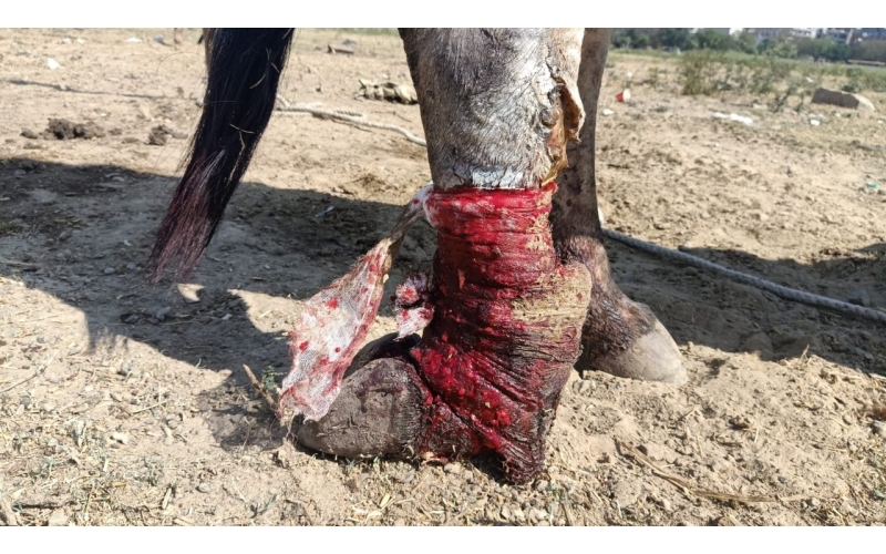 Nandi baba,  both legs cut by humans, 1 leg fractured- greater noida