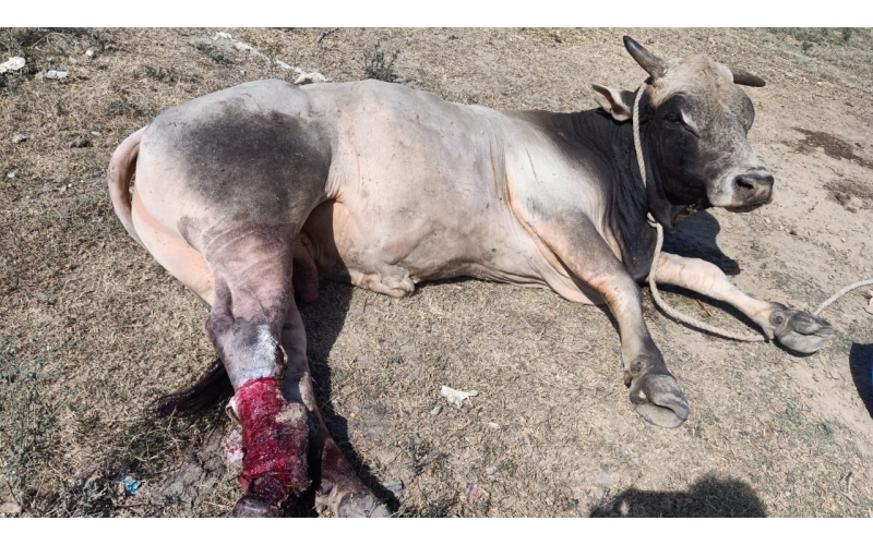 Nandi baba,  both legs cut by humans,...