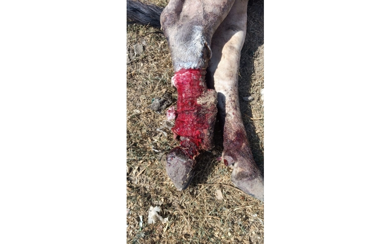 Nandi baba,  both legs cut by humans,...