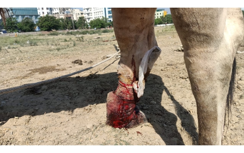 Nandi baba,  both legs cut by humans,...