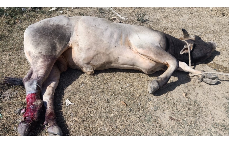 Nandi baba,  both legs cut by humans,...