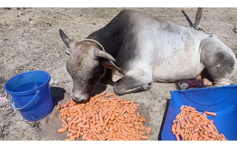 Nandi baba,  both legs cut by humans,...